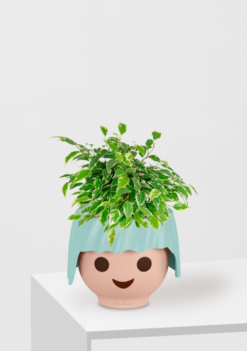 Фикус Бенджамина Кинки Пестрый 12/30 см в OJO, голубой