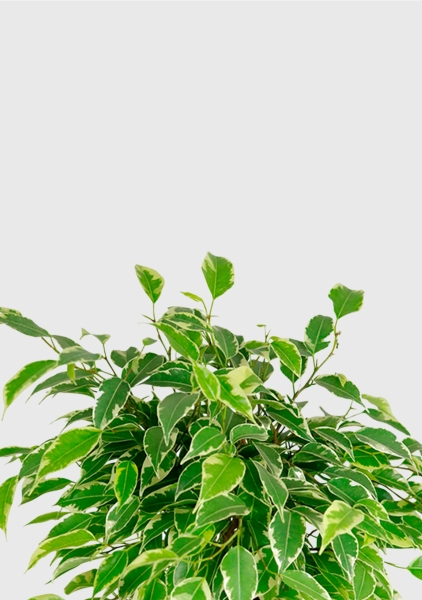 Фикус Бенджамина Кинки Пестрый 12/30 см в PURO 20