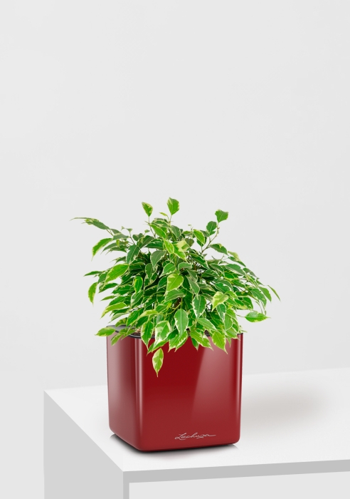 Фикус Бенджамина Кинки Пестрый 12/30 см в CUBE GLOSSY 14, ярко-красный блестящий