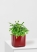 Фикус Бенджамина Кинки Пестрый 12/30 см в CUBE GLOSSY 14