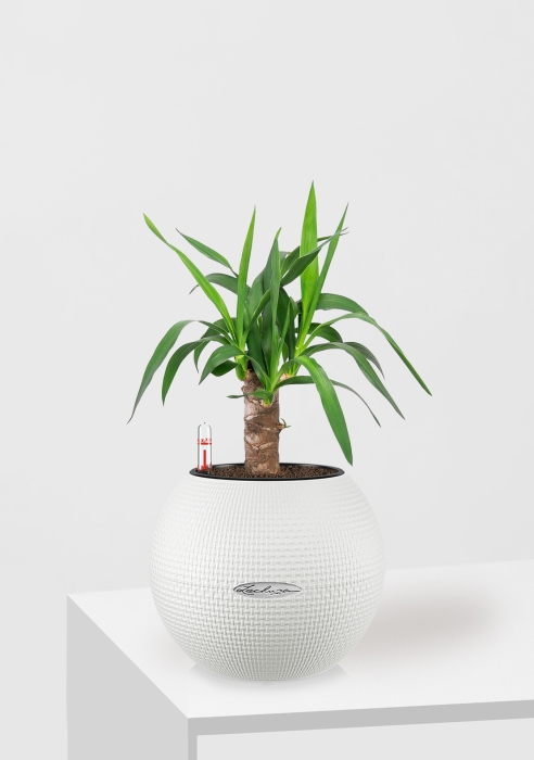 Юкка в PURO 20/50, белый