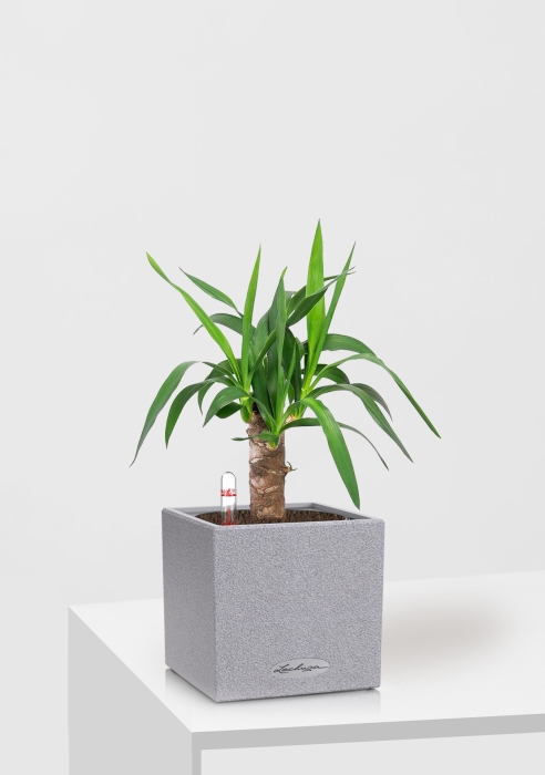 Юкка CANTO STONE 14/45 см Серый камень