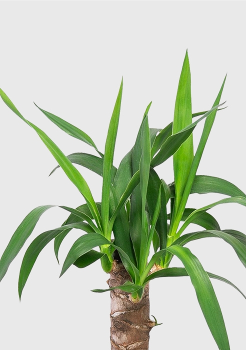 Юкка 1 ствол 12/55 см в CUBE GLOSSY 14