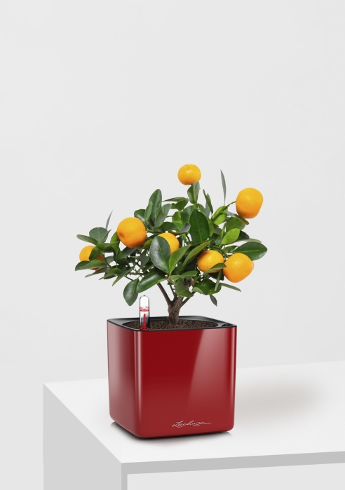 Цитрус Каламондин 12/30 см в CUBE GLOSSY 14, ярко-красный блестящий 