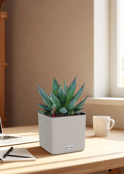 Агава Шака Зулу 15/30 см в CUBE COLOR 16 Агава Шака Зулу 15/30 см в CUBE COLOR 16