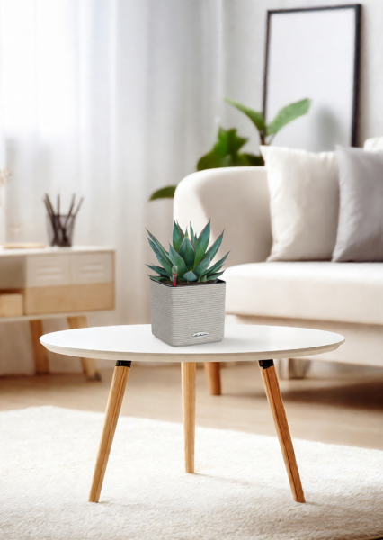 Агава Шака Зулу 15/30 см в CUBE COLOR 16 Агава Шака Зулу 15/30 см в CUBE COLOR 16