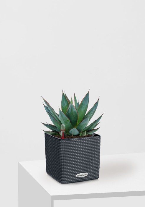 Агава Шака Зулу 15/30 см в CUBE COLOR 16