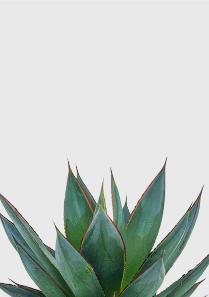 Агава Шака Зулу 15/30 см Агава Шака Зулу 15/30 см