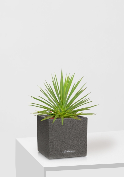 Агава Нана в CANTO STONE 14, графитовый черный