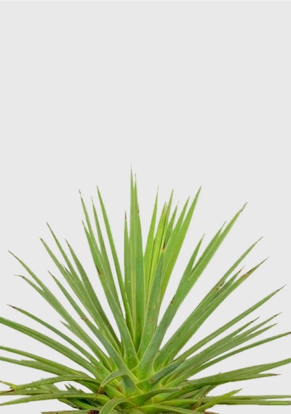 Агава Нана 10/20 см в CANTO STONE 14