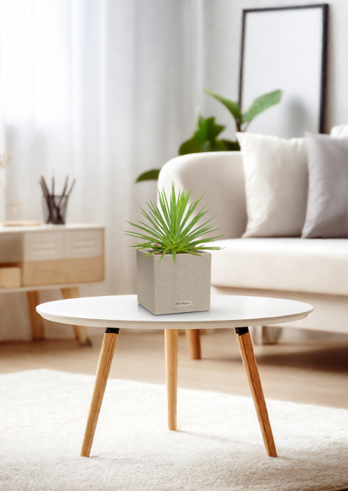 Агава Нана 10/20 см в CANTO STONE 14