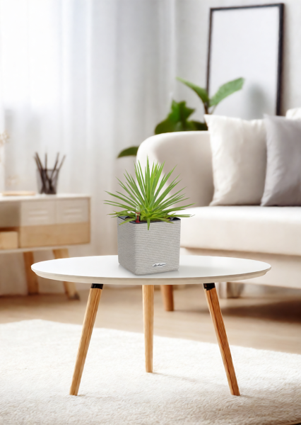 Агава Нана 10/20 см в CUBE COLOR 14