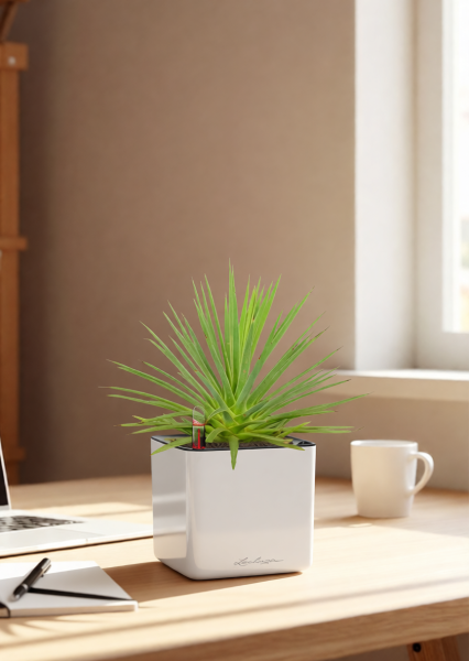 Агава Нана 10/20 см в CUBE GLOSSY 14 Агава Нана 10/20 см в CUBE GLOSSY 14