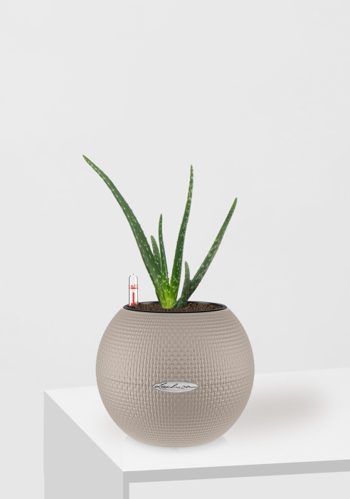 Алоэ Вера в PURO 20, песочно-коричневый