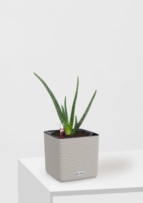 Алоэ Вера в CUBE 14, песочно-коричневый