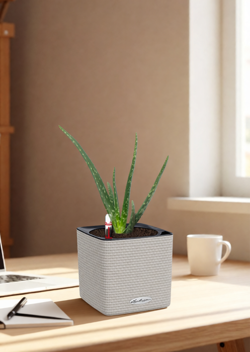 Алоэ Вера в CUBE Color 14