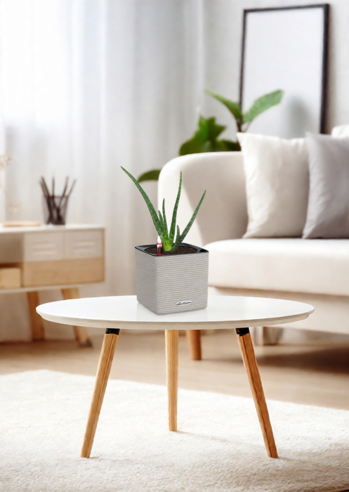 Алоэ Вера в CUBE Color 14