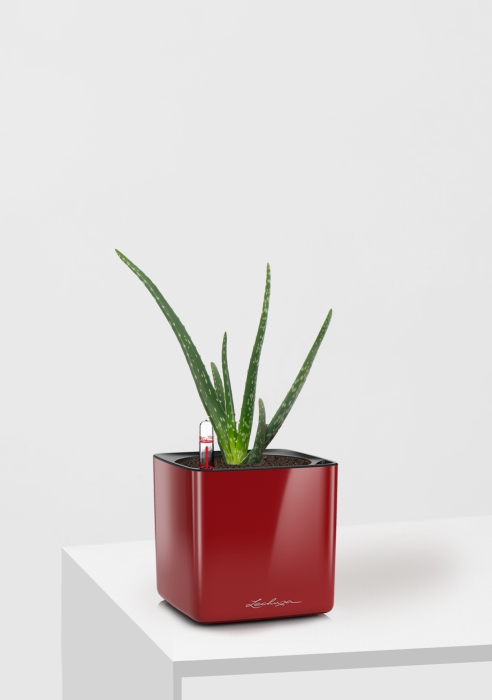 Алоэ Вера в CUBE Glossy 14, ярко-красный блестящий