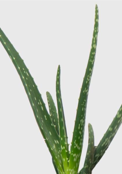 Алоэ Вера в CUBE Glossy 14 Алоэ Вера в CUBE Glossy 14