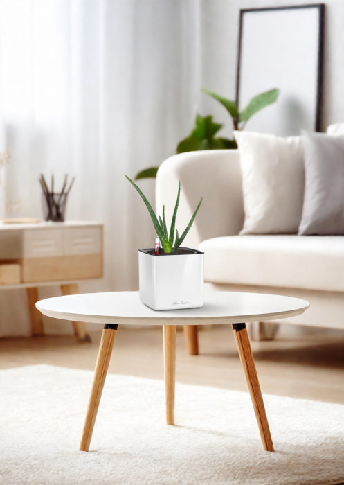 Алоэ Вера в CUBE Glossy 14