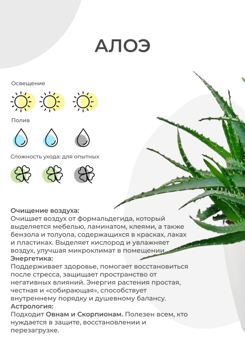 Алоэ Вера в CUBE Glossy 14