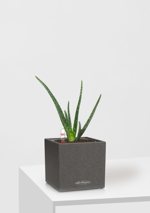 Алоэ Вера в CANTO STONE 14, графитовый черный
