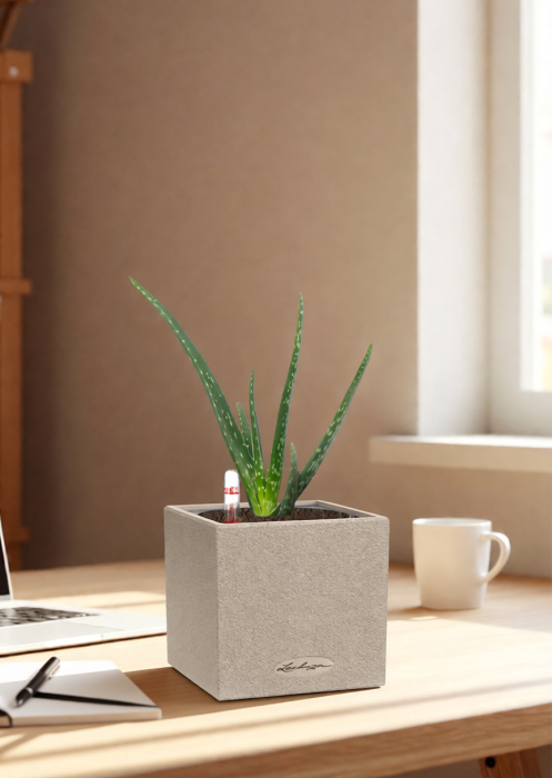 Алоэ Вера в CANTO STONE 14