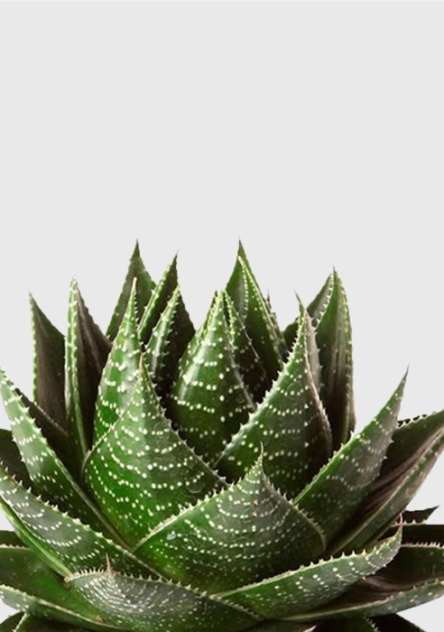 Алоэ Космо в OJO