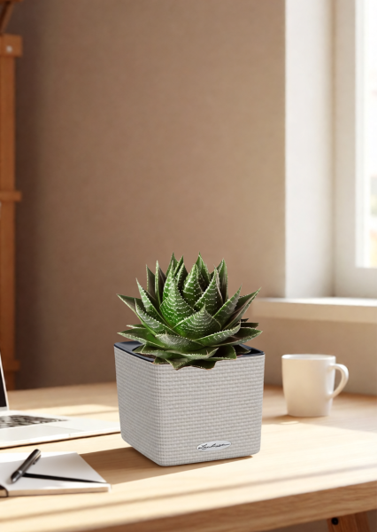 Алоэ Космо 10/20 см в CUBE Color 14