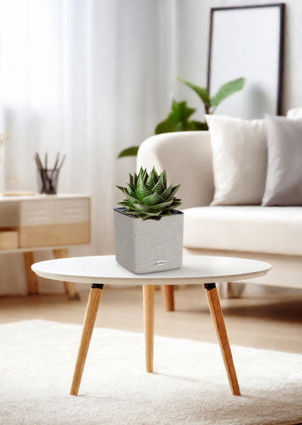 Алоэ Космо 10/20 см в CUBE Color 14