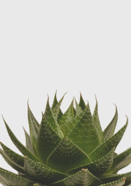 Алоэ Космо 13/20 см в CLASSICO COLOR 18