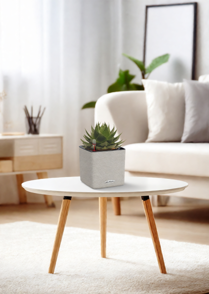 Алоэ Космо 13/20 см в CUBE COLOR 16