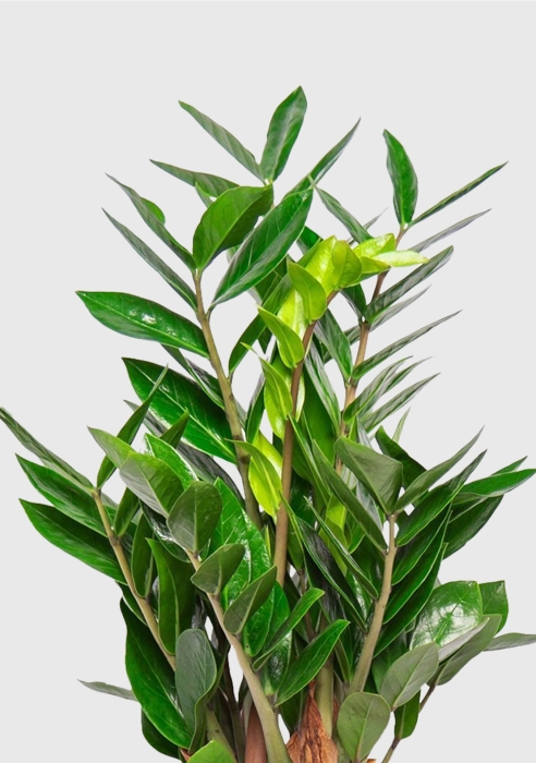 Замиокулькас в CUBE 16