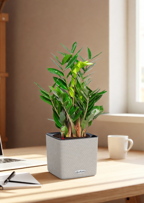 Замиокулькас в CUBE 16