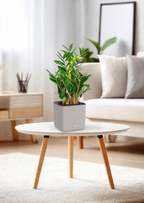 Замиокулькас в CUBE 16