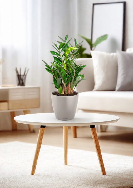 Замиокулькас 14/50 см в CLASSICO Color 18