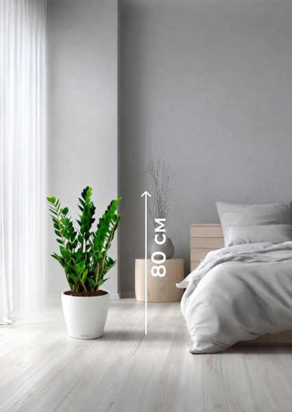 Замиокулькас 17/70 см в CLASSICO COLOR 21