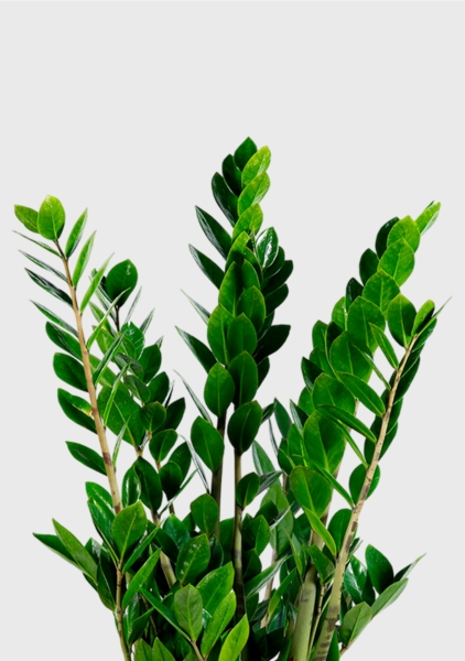 Замиокулькас 17/70 см в CUBICO 22