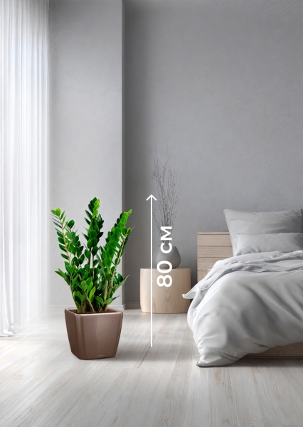 Замиокулькас 17/70 см в QUADRO LS 21