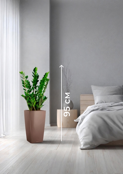 Замиокулькас 17/70 см в CUBICO Color 22