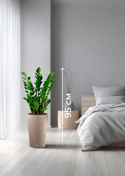 Замиокулькас 17/70 см в CILINDRO 23