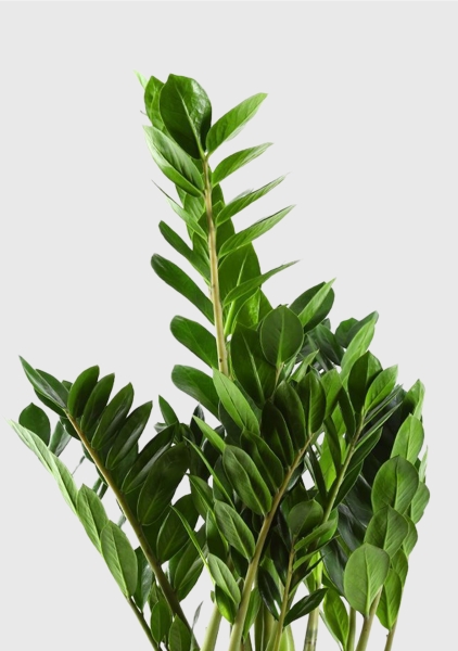 Замиокулькас 21/80 см Замиокулькас 21/80 см