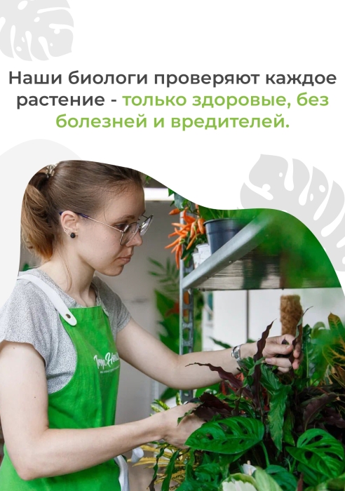 Замиокулькас 21/80 см