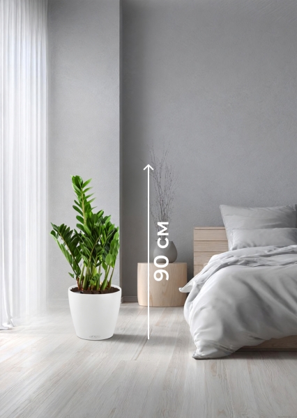 Замиокулькас 21/80 см в CLASSICO LS 28 Замиокулькас 21/80 см в CLASSICO LS 28