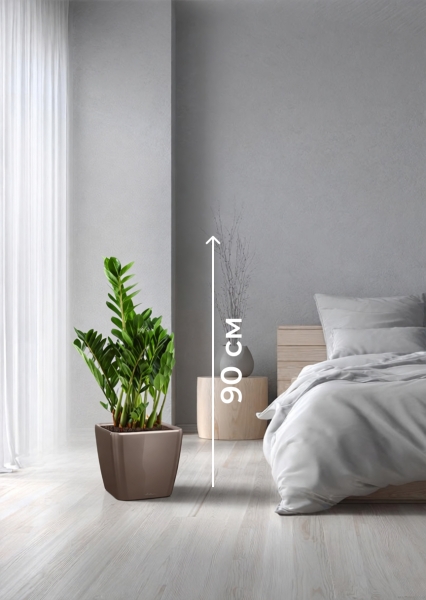 Замиокулькас 21/80 см в QUADRO LS 28 Замиокулькас 21/80 см в QUADRO LS 28