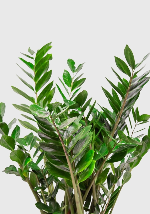 Замиокулькас 27/100 см