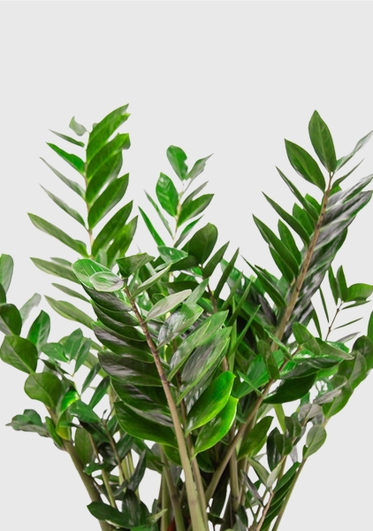 Замиокулькас 27/100 см Замиокулькас 27/100 см