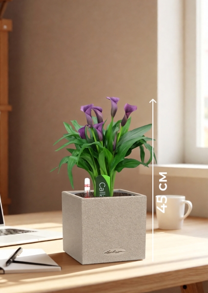 Калла микс фиолетовая 12/35 см в CANTO STONE 14 Калла микс фиолетовая 12/35 см в CANTO STONE 14