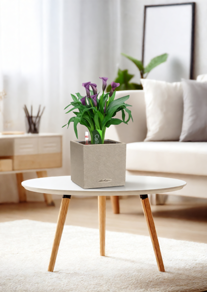 Калла микс фиолетовая 12/35 см в CANTO STONE 14 Калла микс фиолетовая 12/35 см в CANTO STONE 14