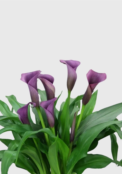 Калла микс фиолетовая 12/35 см в CUBE COLOR 14 Калла микс фиолетовая 12/35 см в CUBE COLOR 14